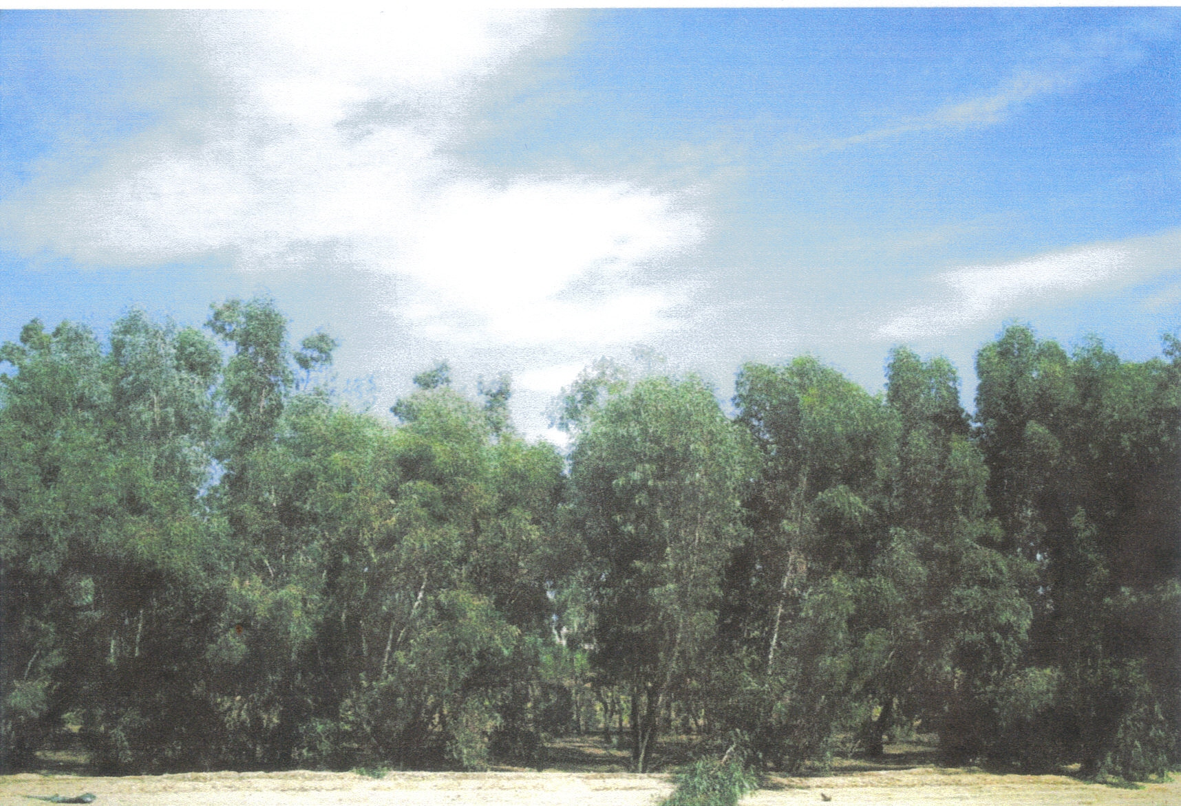 un_juste_La-foret-de-Gafsa-4000-Eucalyptus.jpg